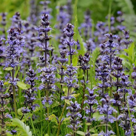 Ajuga reptans