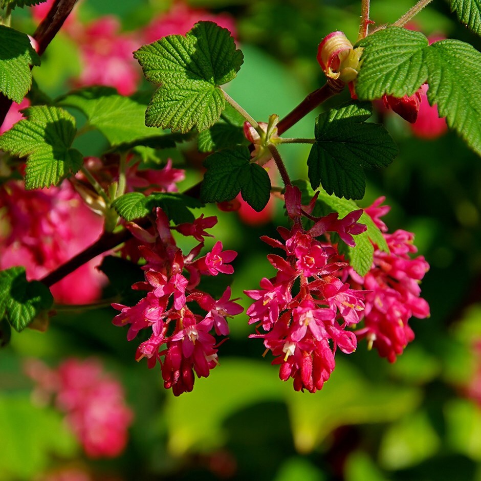 Buy flowering currant Ribes sanguineum King Edward VII £19.99 Delivery