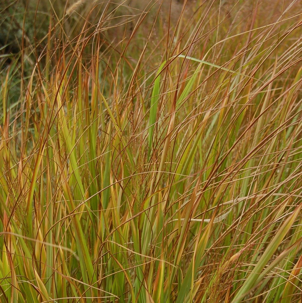 <i>Panicum virgatum</i> 'Warrior'