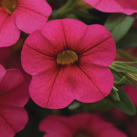 Picture of Calibrachoa Cabaret Hot Pink ('Balcabhopi') (Cabaret Series)