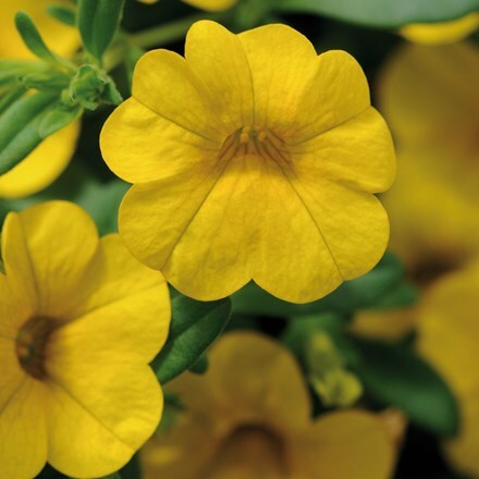 Picture of Calibrachoa Cabaret Yellow ('Balcabyelow') (PBR) (Cabaret Series)