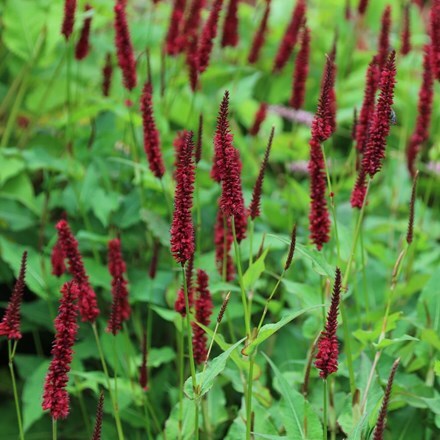 Buy red bistort (syn. Persicaria Blackfield) Bistorta amplexicaulis Blackfield (PBR): Delivery by