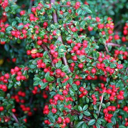 Picture of Cotoneaster horizontalis