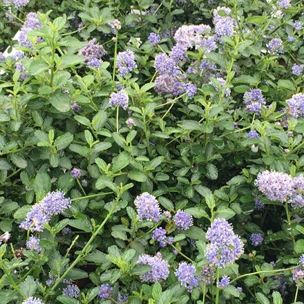 Picture of Ceanothus thyrsiflorus var. repens