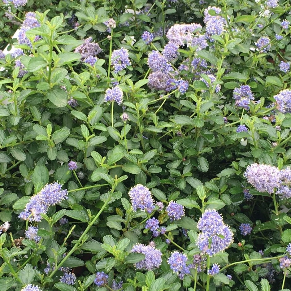 Buy Creeping Blue Blossom Ceanothus Thyrsiflorus Var Repens