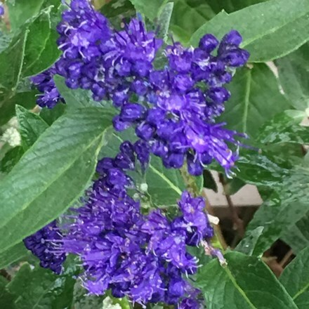 Picture of Caryopteris × clandonensis Heavenly Blue
