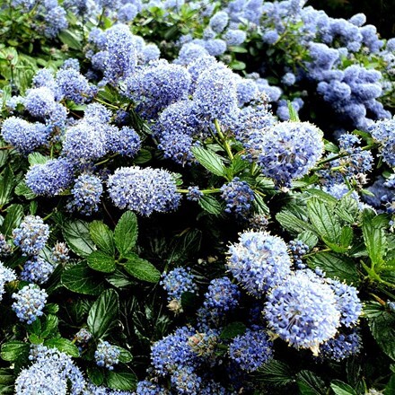 Picture of Ceanothus griseus var. horizontalis Yankee Point