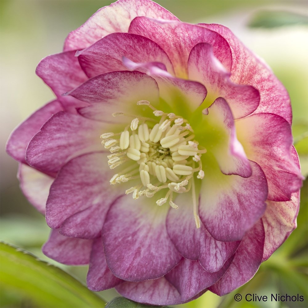 <i>Helleborus</i> × <i>hybridus</i> Harvington double blush