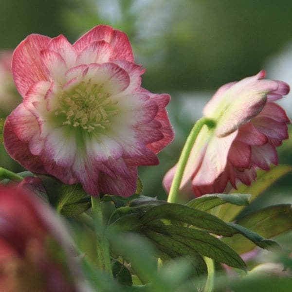Helleborus × hybridus Harvington double blush