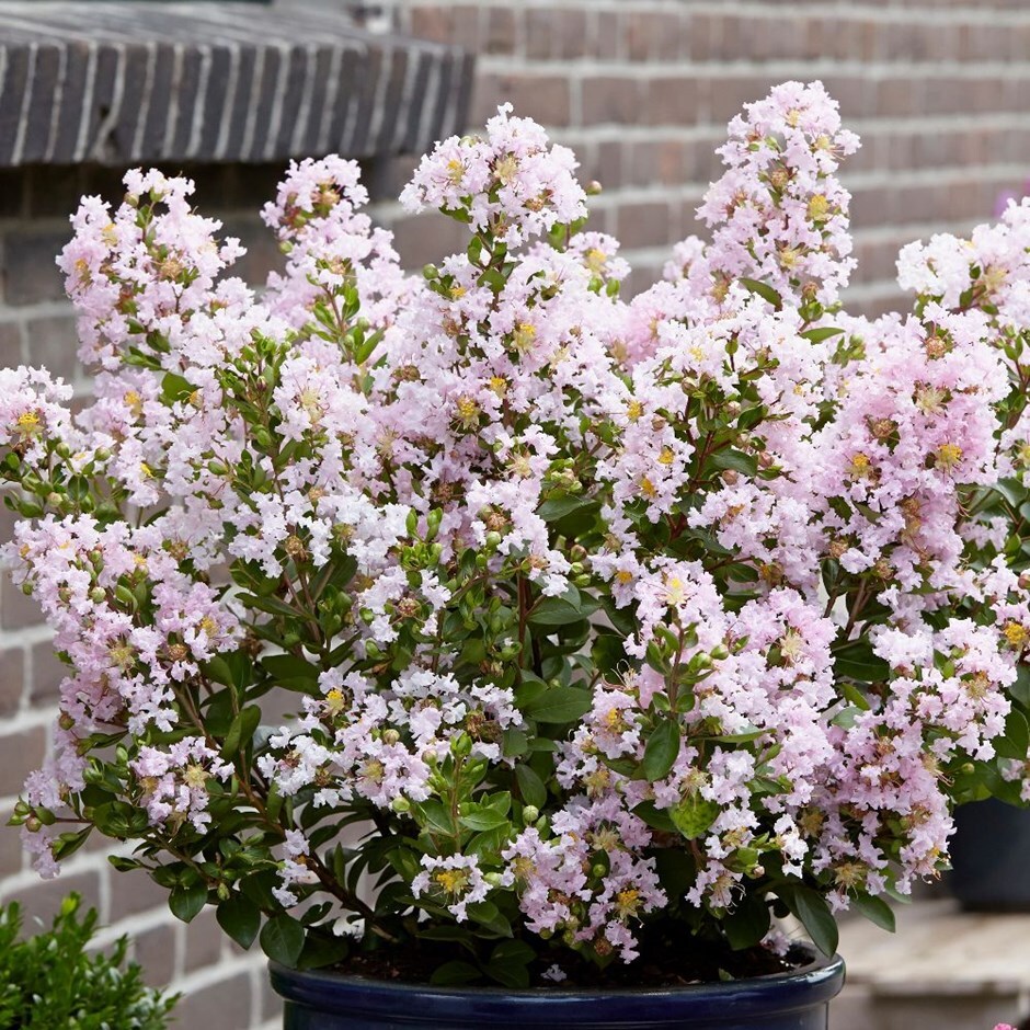 Buy Lagerstroemia With Love Series Lagerstroemia Indica With Love