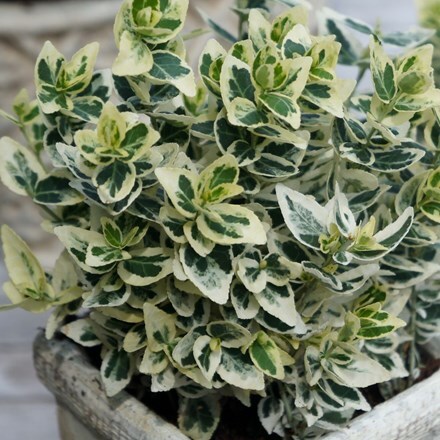 Picture of Euonymus fortunei Dan's Delight ('Dandel') (PBR)