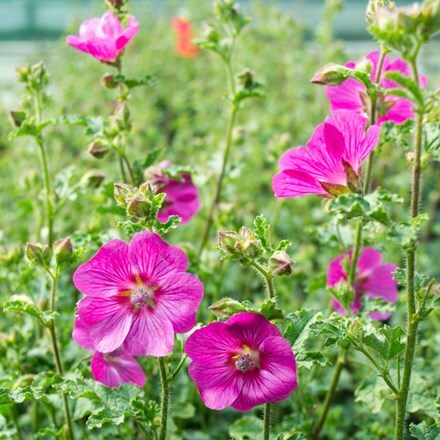 Picture of Anisodontea capensis Elegans Princess