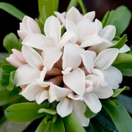 Picture of Daphne × transatlantica Eternal Fragrance ('Blafra') (PBR)