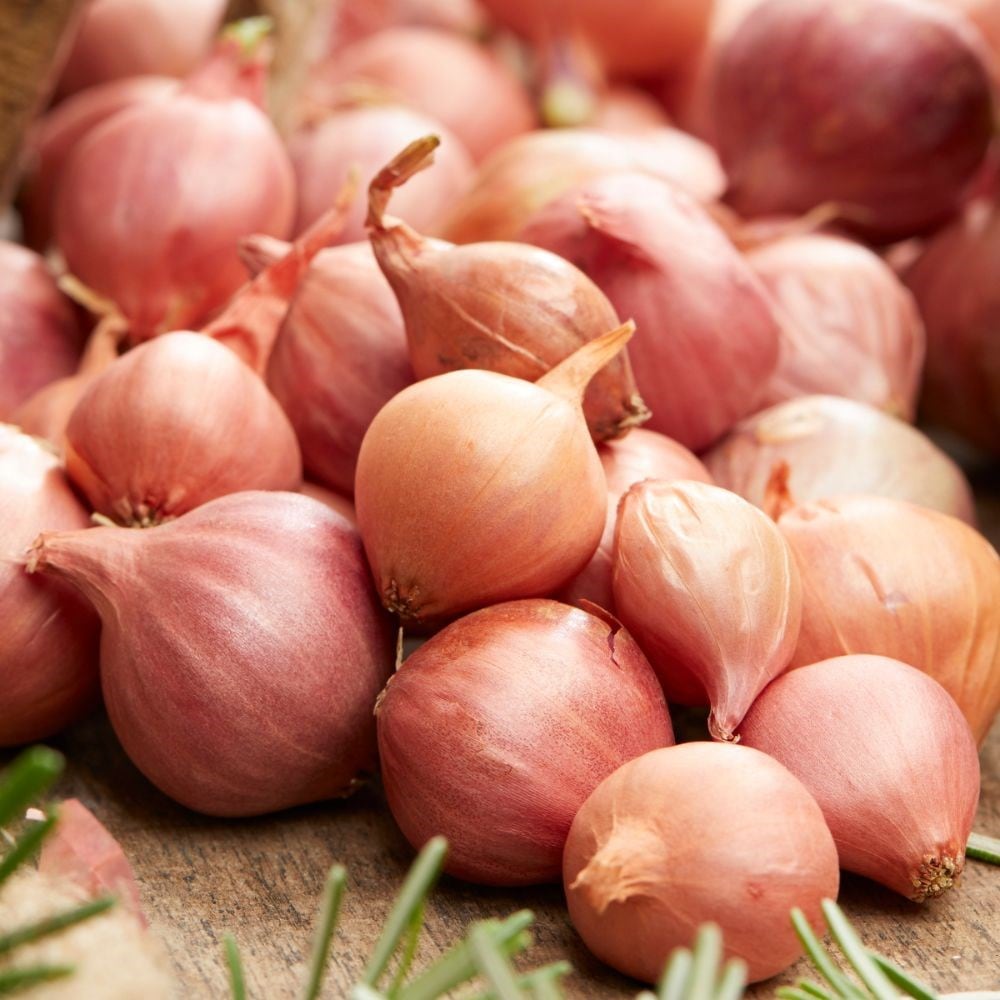 onion 'Pink Panther'