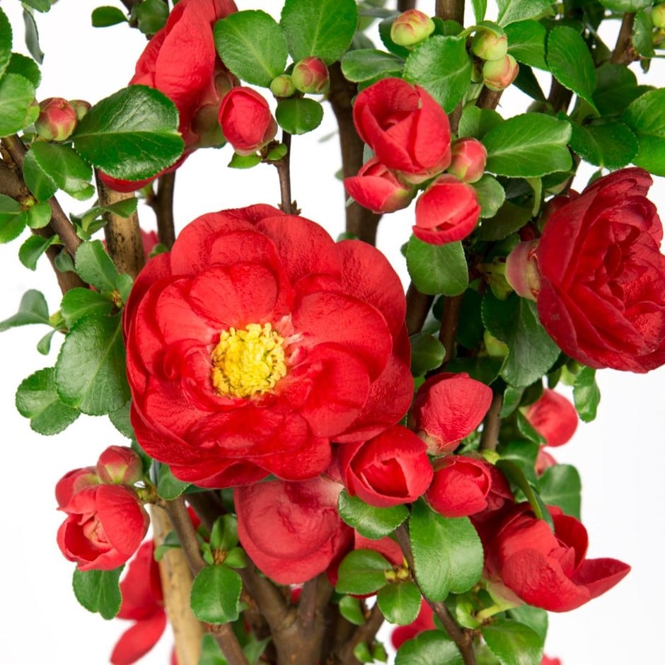 Buy flowering quince Chaenomeles speciosa Scarlet Storm (PBR): £29.99
