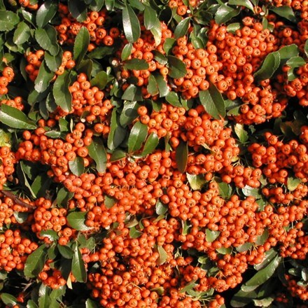 Picture of Pyracantha Saphyr Orange ('Cadange')
