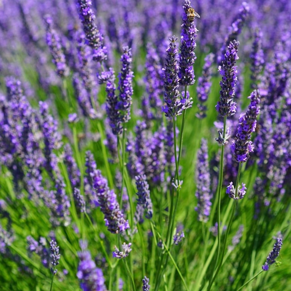 Dutch lavender (syn. Lavandula × intermedia 'Vera')