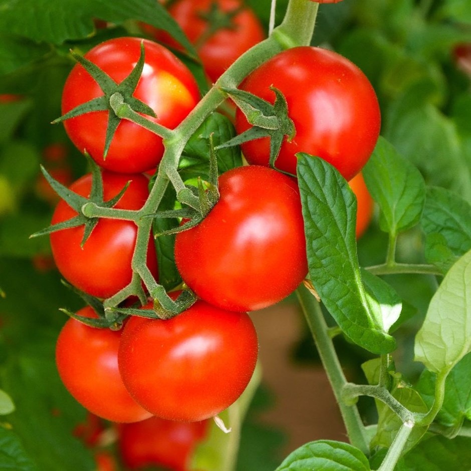 tomato or Solanum lycopersicum 'Shirley' F1