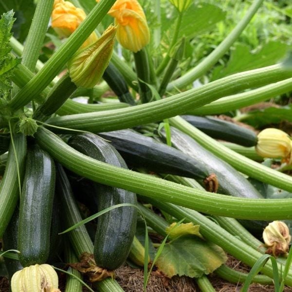 courgette El Greco F1