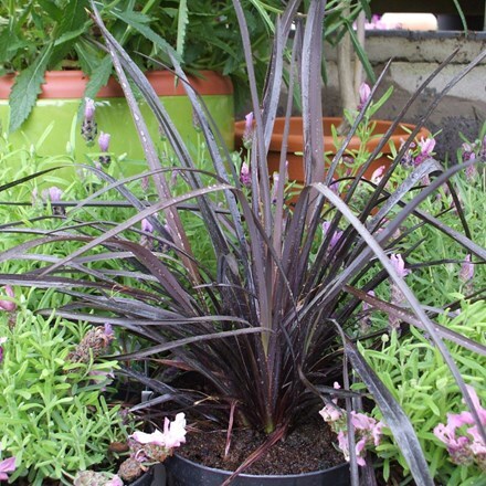 Picture of Phormium Back in Black ('Seilack') (PBR)