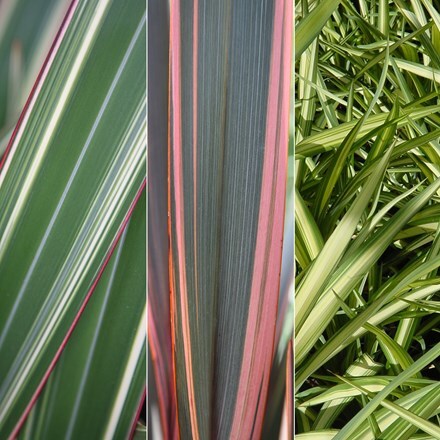 Picture of Phormium collection