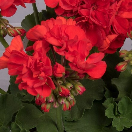 Picture of Geranium Green Idols Andria (Green Idols Series)