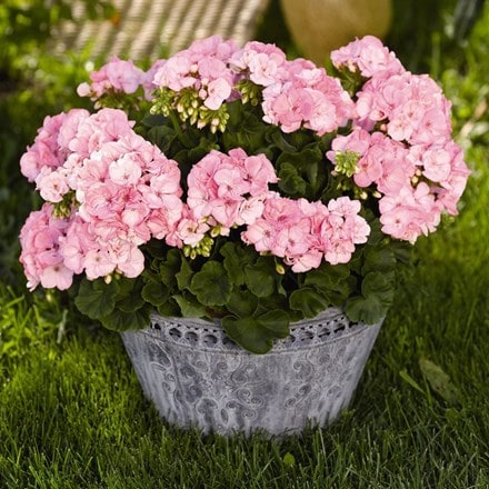 Picture of Geranium Green Idols Apple Blossom (Green Idols Series)