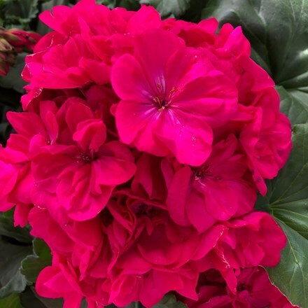 Picture of Geranium Savannah Blue ('Duesabu') (PBR) (Savannah Series)