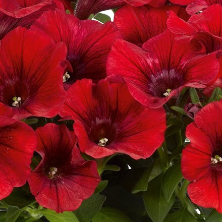 Picture of Petunia Potunia Dark Red (Potunia Series)