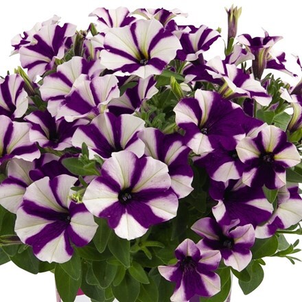 Picture of Petunia Peppy Blue (Peppy Series)
