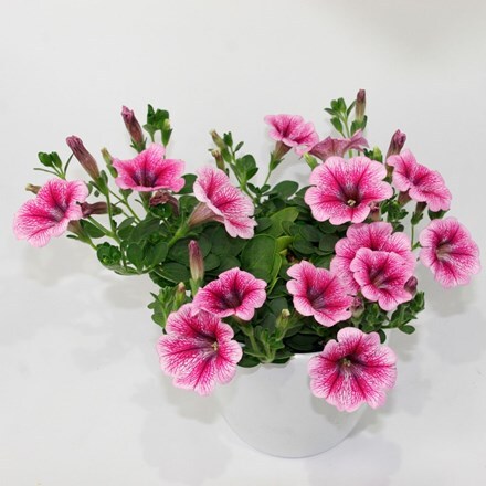 Picture of Petunia Belem Strawberry