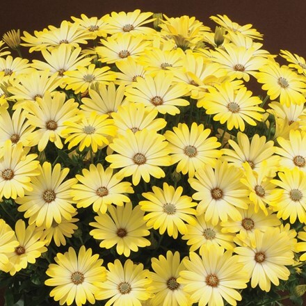 Picture of Osteospermum Serenity Lemonade ('Balserlem')