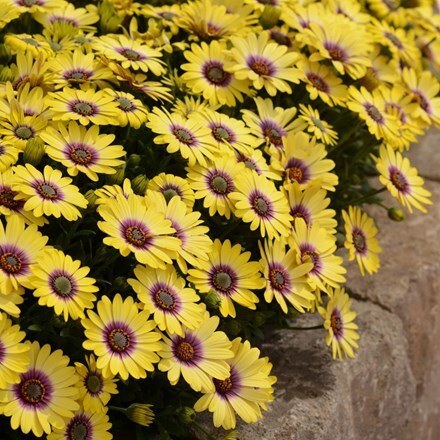 Picture of Osteospermum Blue Eyed Beauty ('Balostlueye') (PBR)