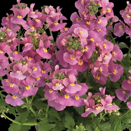 Picture of Nemesia Nuvo Rose (Nuvo Series)