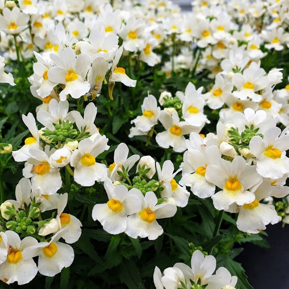 Buy 13cm Pot Grown Bedding Delivered Direct By A British Nursery Nemesia Honey White Honey Series 29 99 Delivery By Crocus