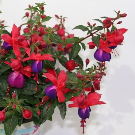 Picture of Fuchsia Jollies Nantes
