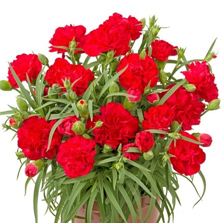 Picture of Dianthus My Fair Lady