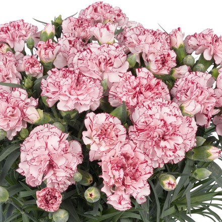 Picture of Dianthus Bien Fait