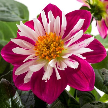 Picture of Dahlia Medio Fun Purple Fun (Labella Series)