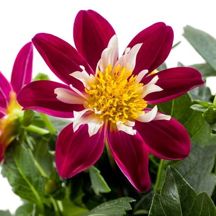 Picture of Dahlia Dahlietta Becky (Dahlietta Surprise Series)