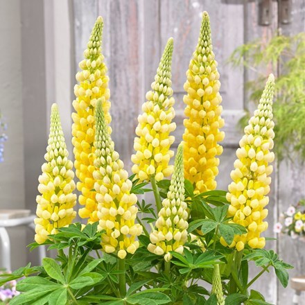 Picture of Lupinus Desert Sun (PBR)