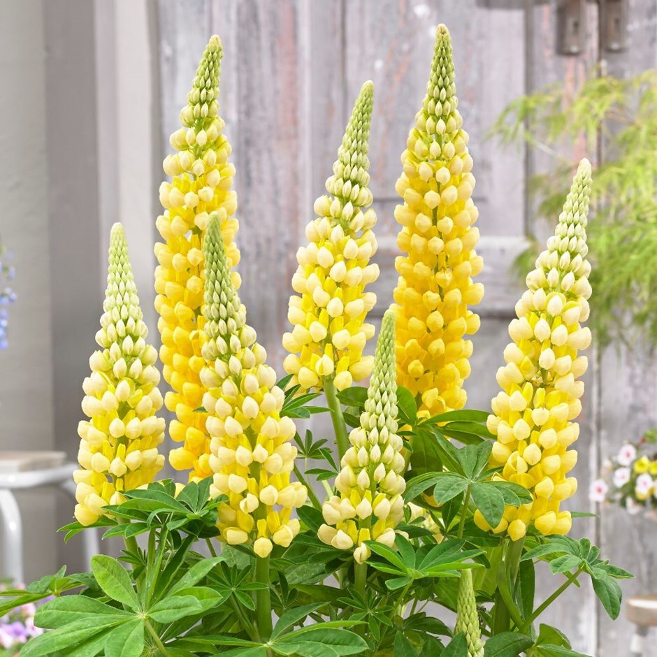 Buy west country lupin Lupinus Desert Sun (PBR) £21.99 Delivery by Crocus