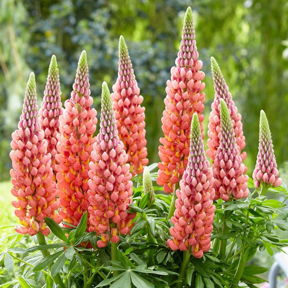 west country lupin