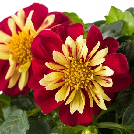 Picture of Dahlia Dahlietta Cindy (Dahlietta Surprise Series)