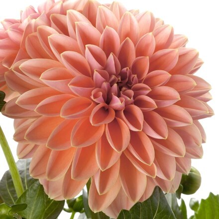 Picture of Dahlia Dahlietta Lily (Dahlietta Surprise Series)