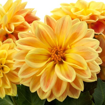 Picture of Dahlia Dahlietta Suprise Coby (Dahlietta Surprise Series)