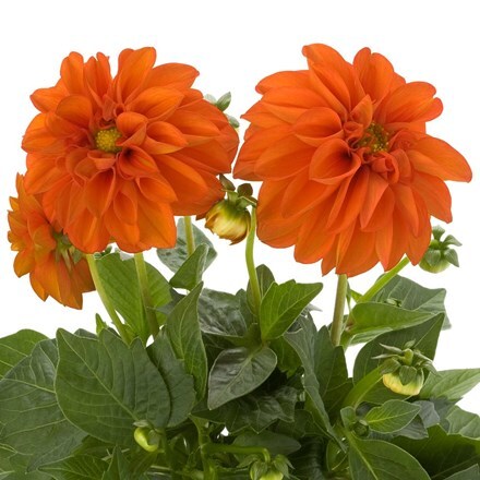 Picture of Dahlia Dahlietta Rachel (Dahlietta Select Series)