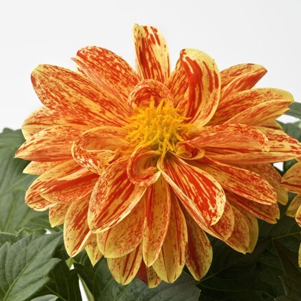 Picture of Dahlia Dahlietta Kelly (Dahlietta Surprise Series)