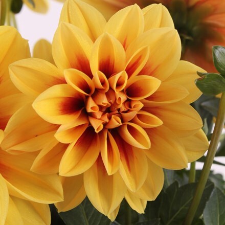 Picture of Dahlia Medio Fun Golden Eye (Labella Series)