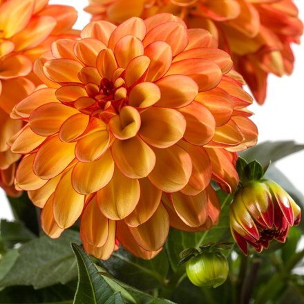 Picture of Dahlia Medio Fun Orange Bicolour (Labella® Series)